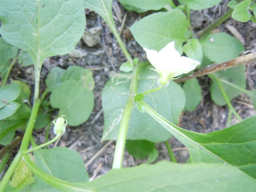 Physalis alkekengi